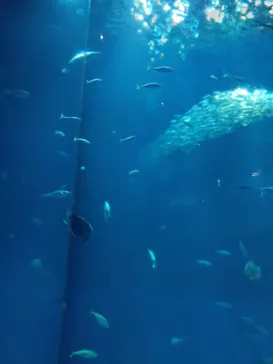 アクアワールド茨城県大洗水族館に投稿された画像（2026/7/5）