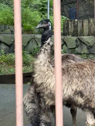 多摩動物公園に投稿された画像（2026/7/5）