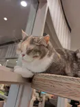 猫カフェモカ　アルシェ大宮店に投稿された画像（2026/7/5）