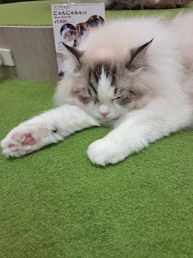 猫カフェモカ　アルシェ大宮店に投稿された画像（2026/7/5）