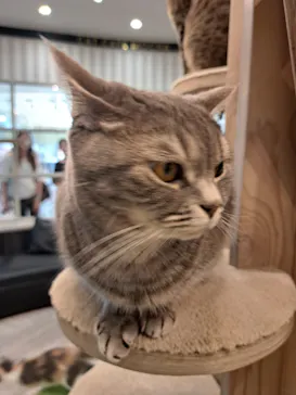猫カフェモカ　アルシェ大宮店に投稿された画像（2026/7/5）