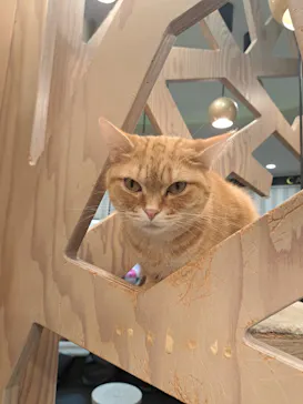 猫カフェモカ　アルシェ大宮店に投稿された画像（2026/7/5）