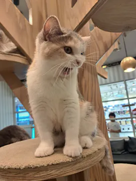 猫カフェモカ　アルシェ大宮店に投稿された画像（2026/7/5）