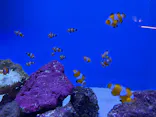 アクアワールド茨城県大洗水族館に投稿された画像（2026/7/5）