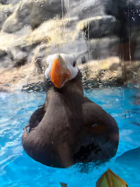 アクアワールド茨城県大洗水族館に投稿された画像（2026/7/5）