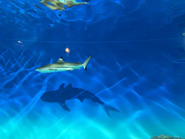 アクアワールド茨城県大洗水族館に投稿された画像（2026/7/5）