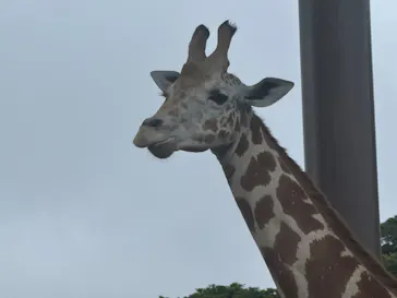伊豆シャボテン動物公園に投稿された画像（2026/7/5）