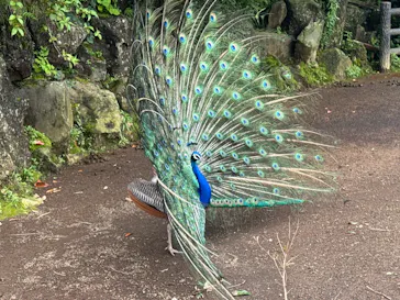伊豆シャボテン動物公園に投稿された画像（2026/7/5）