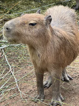 伊豆シャボテン動物公園に投稿された画像（2026/7/5）