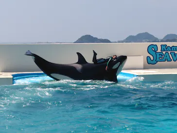 鴨川シーワールドに投稿された画像（2026/7/5）