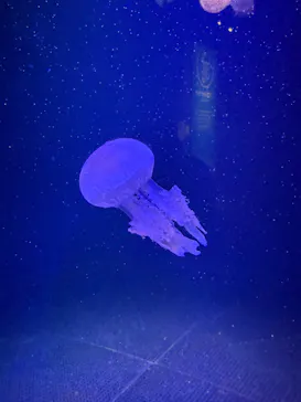 マリンワールド海の中道に投稿された画像（2026/7/5）