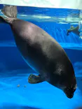 サンシャイン水族館に投稿された画像（2026/7/5）