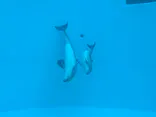 名古屋港水族館に投稿された画像（2026/7/5）