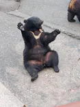 奥飛騨クマ牧場に投稿された画像（2026/7/5）