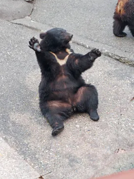 奥飛騨クマ牧場に投稿された画像（2026/7/5）