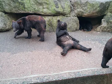 奥飛騨クマ牧場に投稿された画像（2026/7/5）