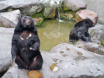 奥飛騨クマ牧場に投稿された画像（2026/7/5）