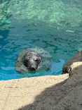 京都水族館に投稿された画像（2026/7/5）