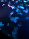 すみだ水族館に投稿された画像（2026/7/6）