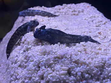 すみだ水族館に投稿された画像（2026/7/5）