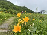 白馬五竜高山植物園に投稿された画像（2026/7/6）