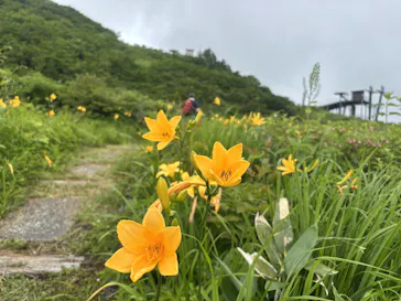 白馬五竜高山植物園に投稿された画像（2026/7/6）