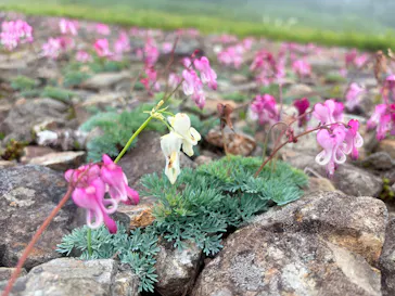 白馬五竜高山植物園に投稿された画像（2026/7/6）