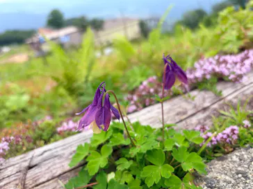 白馬五竜高山植物園に投稿された画像（2026/7/6）