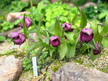 白馬五竜高山植物園に投稿された画像（2026/7/6）