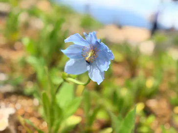 白馬五竜高山植物園に投稿された画像（2026/7/6）