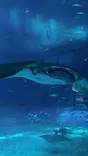 沖縄美ら海水族館に投稿された画像（2026/7/6）