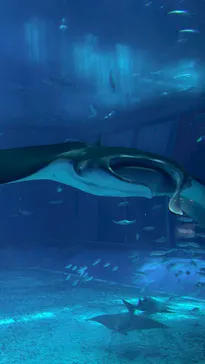 沖縄美ら海水族館に投稿された画像（2026/7/6）