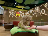 いぬカフェRio 仙台店に投稿された画像（2026/7/6）