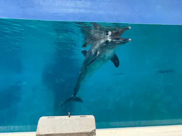 沖縄美ら海水族館に投稿された画像（2026/7/6）