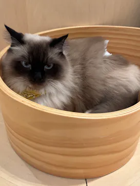 Cat Café MOFF 名古屋PARCO店に投稿された画像（2026/7/6）