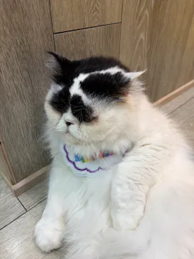 猫カフェモカ 京都河原町店に投稿された画像（2026/7/6）