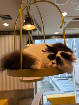 猫カフェモカ 京都河原町店に投稿された画像（2026/7/6）