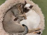 猫カフェモカ　アルシェ大宮店に投稿された画像（2026/7/6）
