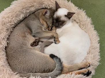 猫カフェモカ　アルシェ大宮店に投稿された画像（2026/7/6）