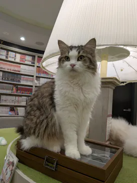猫カフェモカ　アルシェ大宮店に投稿された画像（2026/7/6）