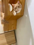 Moff animal cafe イオンモール成田店に投稿された画像（2026/7/6）