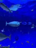 新江ノ島水族館に投稿された画像（2026/7/6）