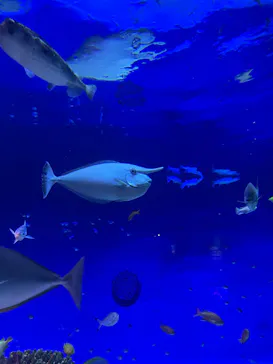 新江ノ島水族館に投稿された画像（2026/7/6）