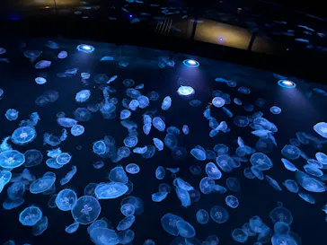 すみだ水族館に投稿された画像（2026/7/6）