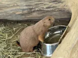 霞ケ浦 どうぶつとみんなのいえに投稿された画像（2026/7/7）