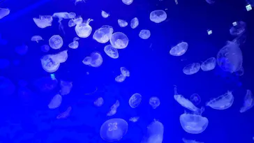 名古屋港水族館に投稿された画像（2026/7/6）