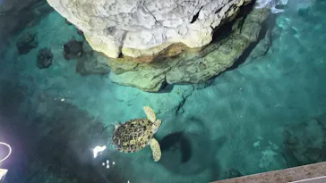名古屋港水族館に投稿された画像（2026/7/6）