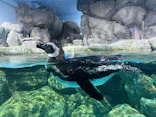 横浜・八景島シーパラダイスに投稿された画像（2026/7/7）