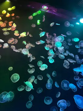 すみだ水族館に投稿された画像（2026/7/6）