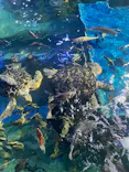しながわ水族館に投稿された画像（2026/7/7）